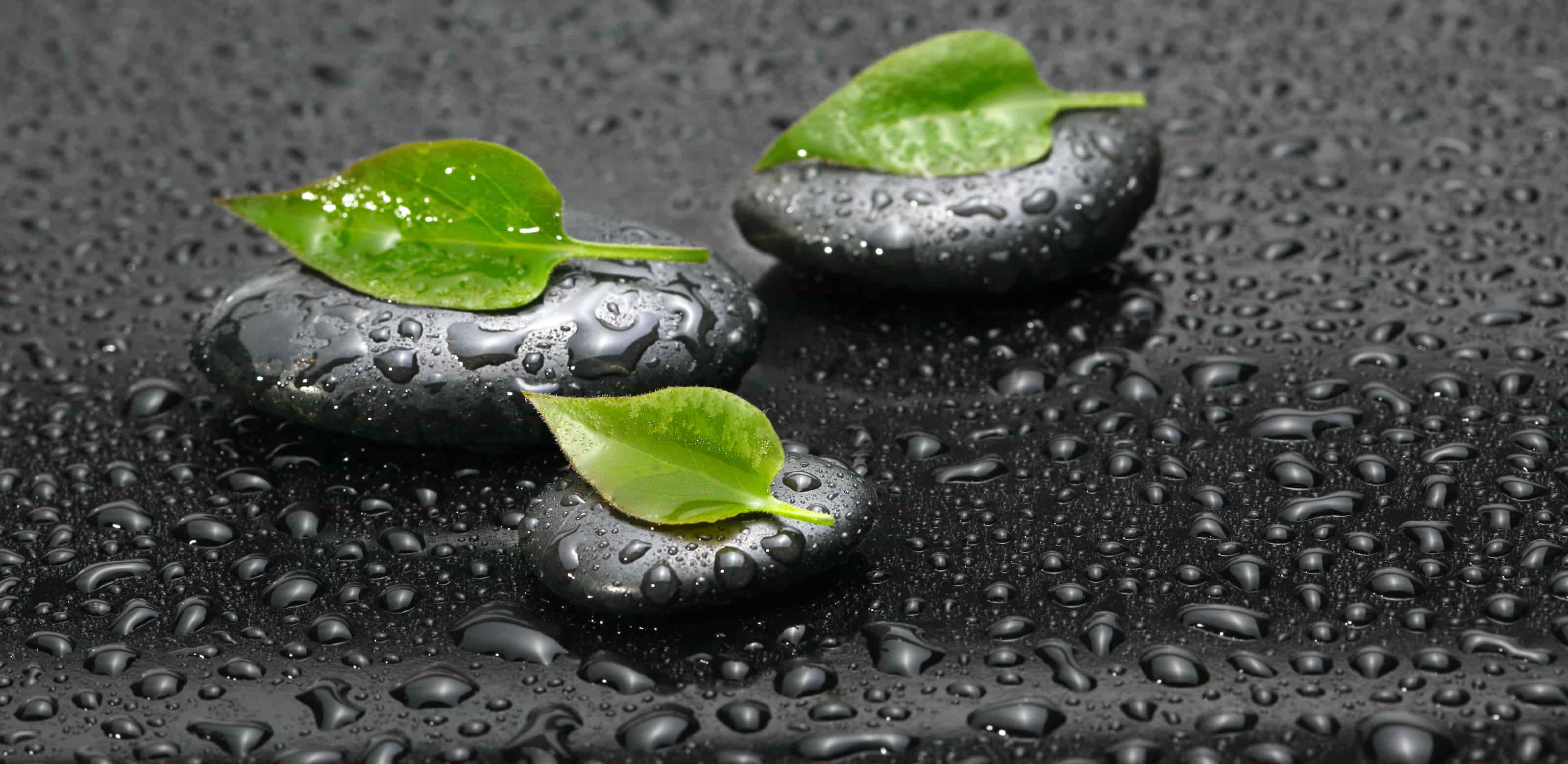 A background image of green leafs on black stones